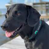 Pet Collar